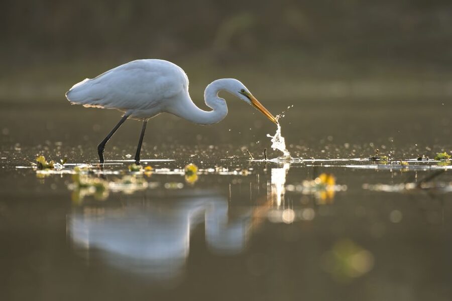 Noosa: Afternoon Cruise through the Noosa Everglades - The included drink adds a pleasant touch