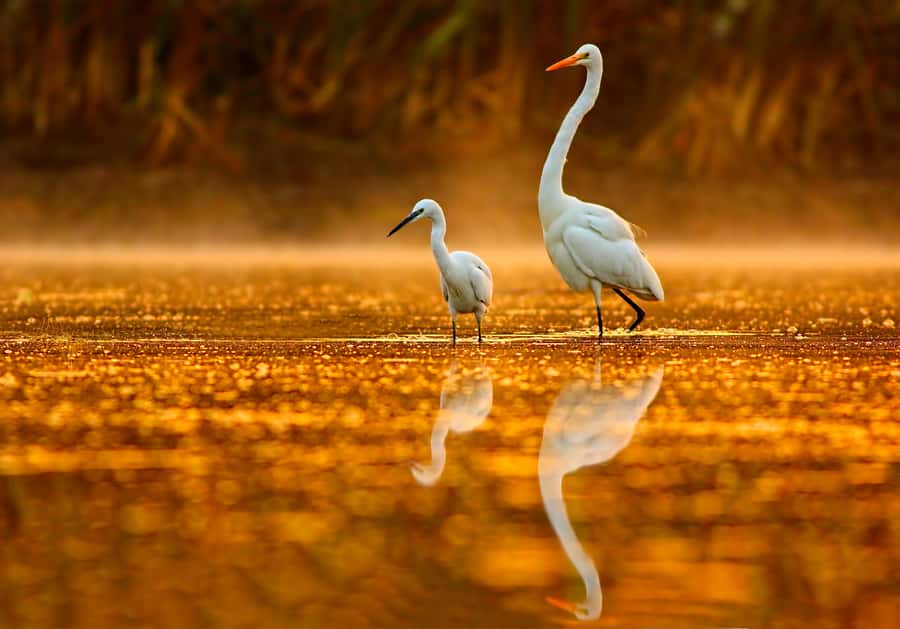 Noosa: Afternoon Cruise through the Noosa Everglades - The shuttle from Noosa: convenient, but read the time carefully
