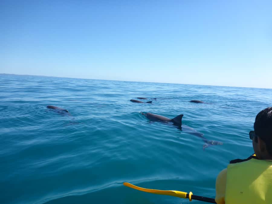 Noosa: Epic Ocean Kayak with Dolphins & 4WD Beach Adventure - From The J Noosa to the North Shore ferry