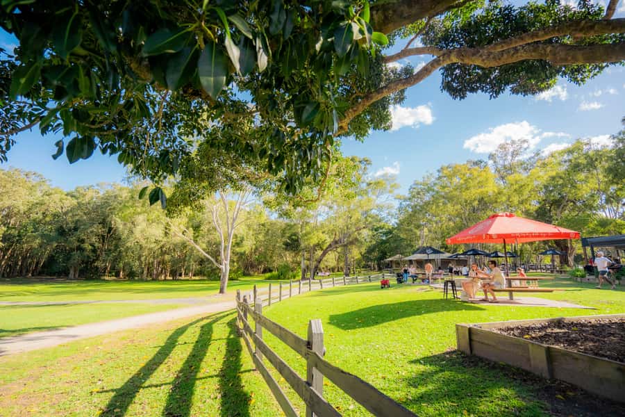 Noosa: Everglades Explorer Cruise - Choosing between the cruise and the 5km canoe
