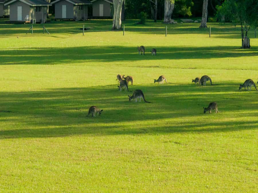 Noosa: Everglades Explorer Cruise - What the $116 price really covers