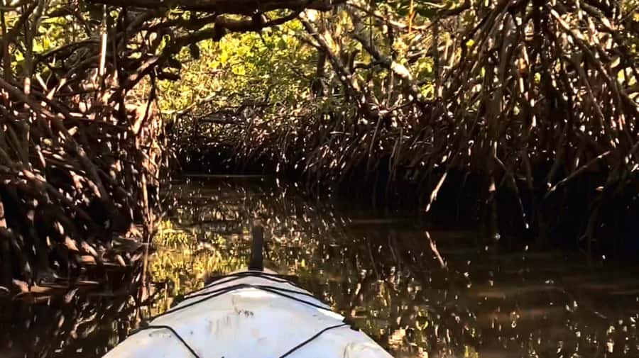 Noosa Heads: Hidden Waterways Wildlife Kayak (Self-Guided) - What the briefing covers