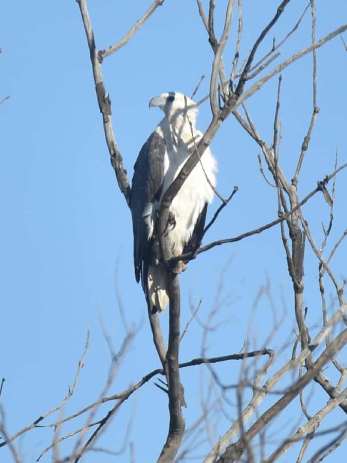 Noosa Heads: Hidden Waterways Wildlife Kayak (Self-Guided) - Indigenous history and the Noosa setting
