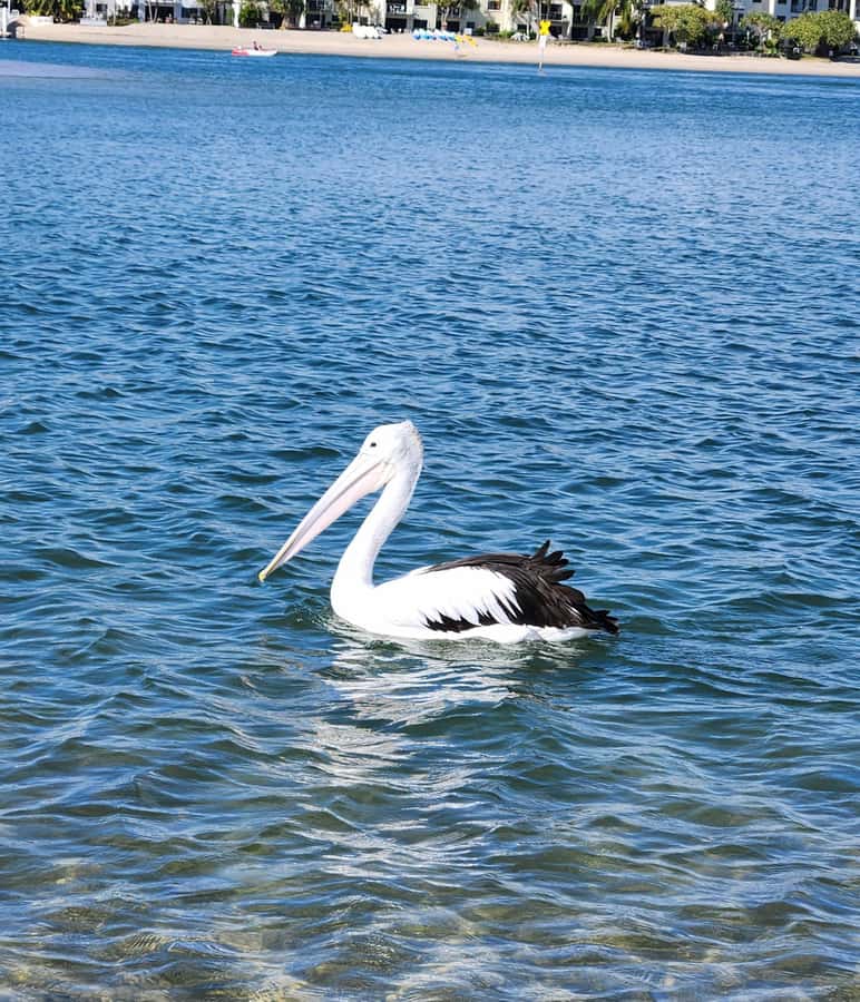 Noosa Heads: Hidden Waterways Wildlife Kayak (Self-Guided) - Who should book this kayak trip?