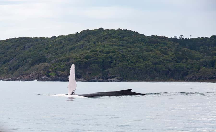 Noosa: Humpback Whale Watching Tour - Key points to know before you book