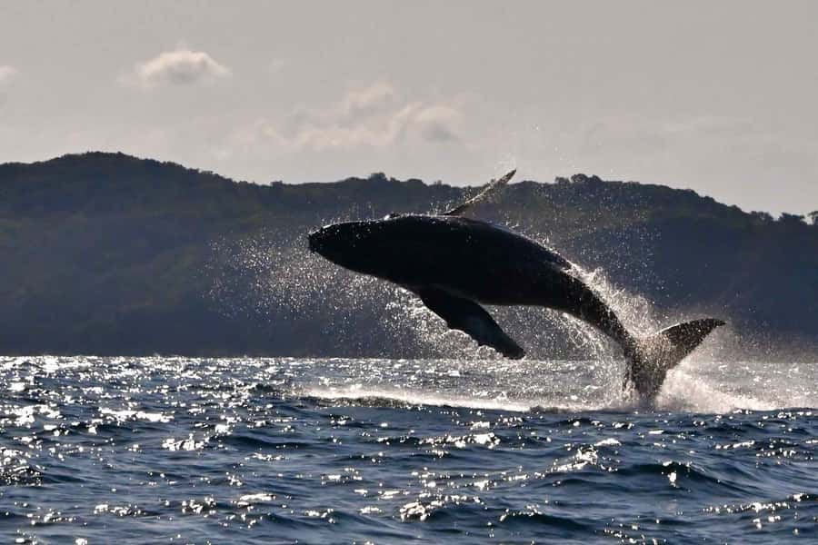 Noosa: Humpback Whale Watching Tour - Starting at Noosa Marina in Tewantin