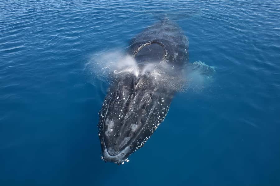 Noosa: Humpback Whale Watching Tour - Out past the headland in search of whales
