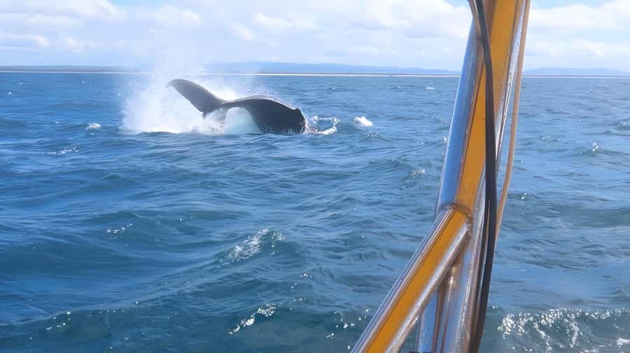 Noosa: Humpback Whale Watching Tour - What a good sighting can look like