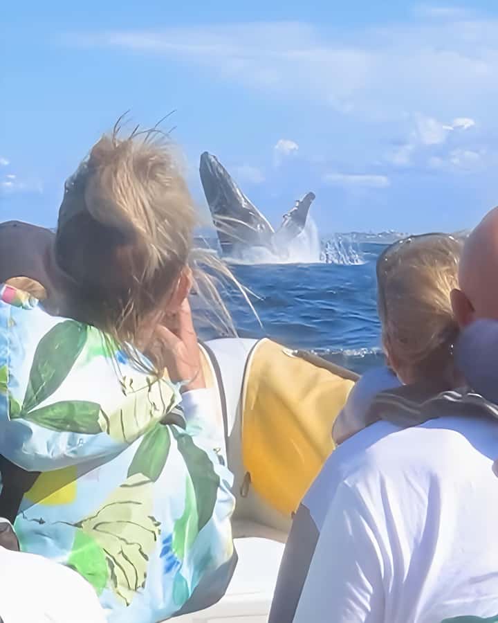 Noosa: Humpback Whale Watching Tour - Is $76 good value for two hours?