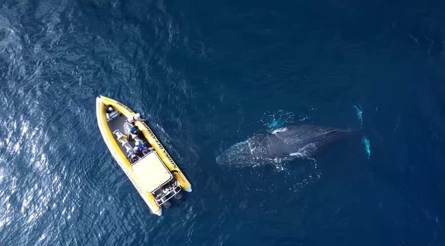 Noosa: Humpback Whale Watching Tour - Who will enjoy this Noosa whale cruise?