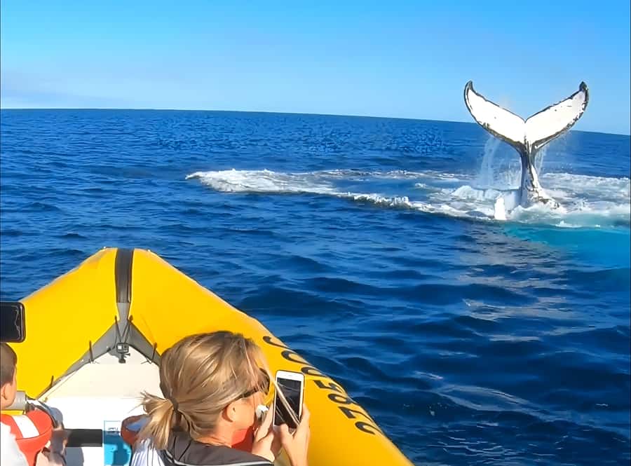 Noosa: Humpback Whale Watching Tour - What to bring for a smoother outing