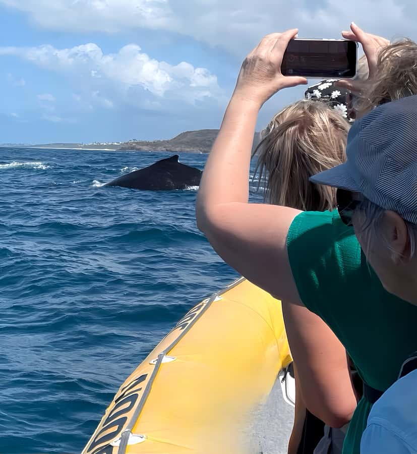 Noosa: Humpback Whale Watching Tour - Should you book the Noosa Oceanrider whale tour?