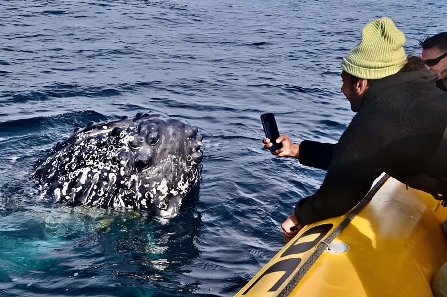 Noosa: Humpback Whale Watching Tour - A calm opening on the Noosa River