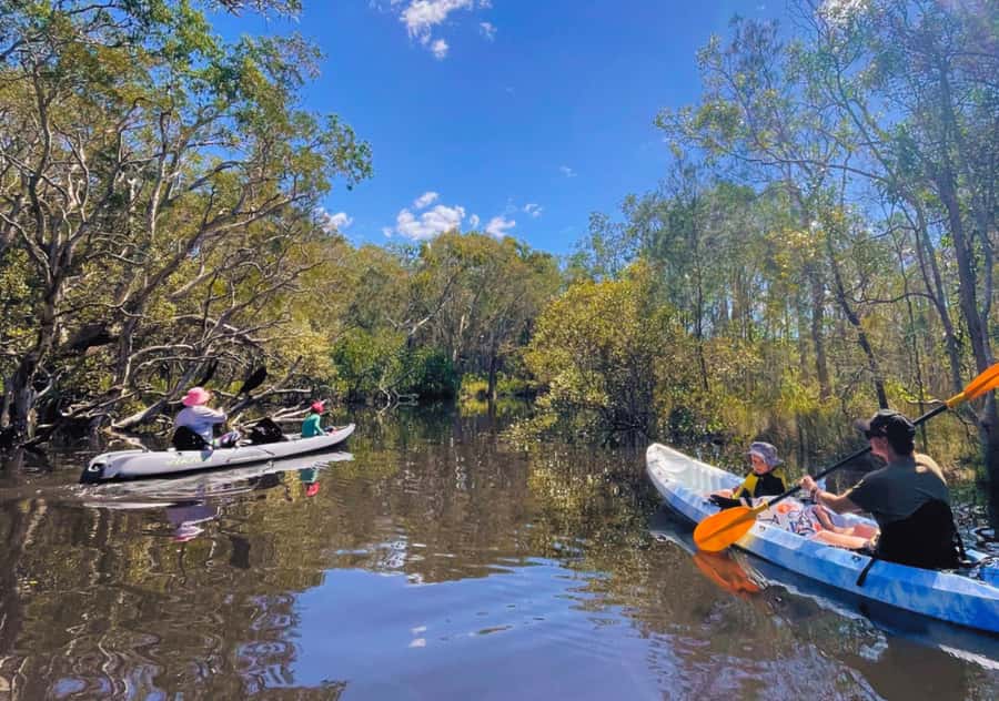 Noosa: Noosa Everglades and Stingray Sanctuary Kayak Tour - Wildlife without a zoo-style guarantee