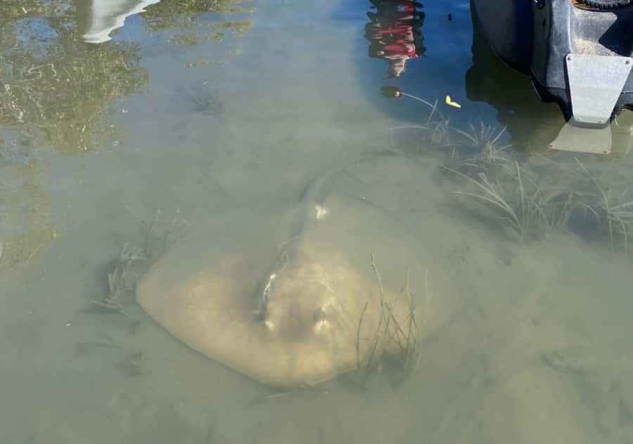 Noosa: Noosa Everglades and Stingray Sanctuary Kayak Tour - Is $105 good value?
