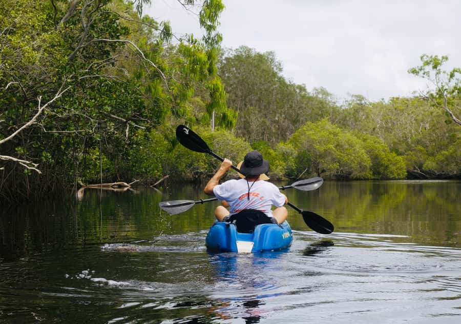 Noosa: Noosa Everglades and Stingray Sanctuary Kayak Tour - Paddling into the stingray sanctuary