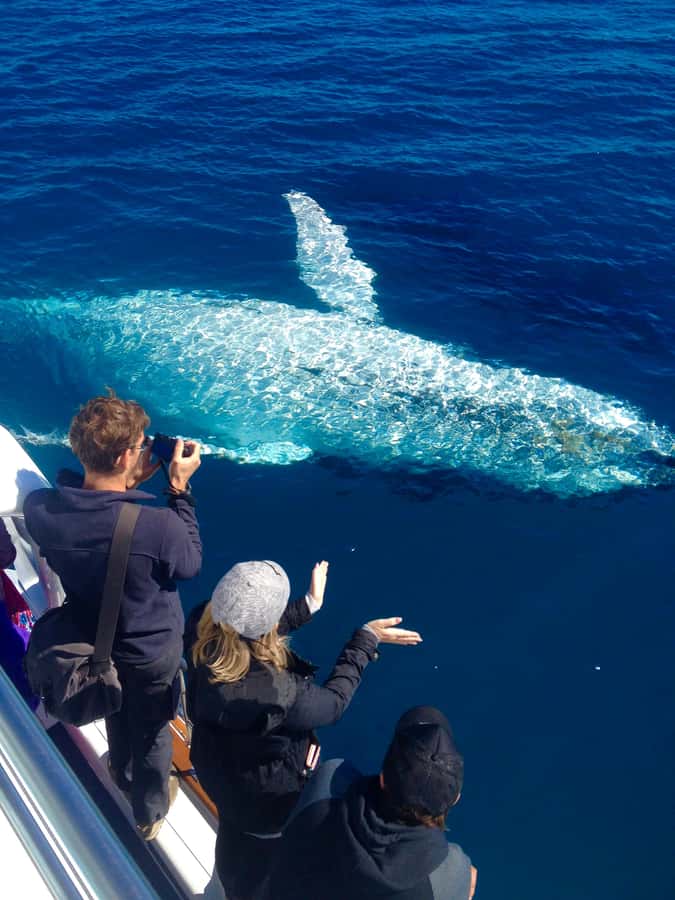 Noosa; Noosa Ocean Adventures - Whale Watching - Key points before you book