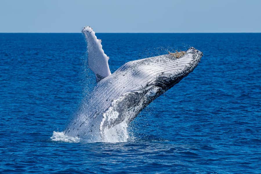 Noosa; Noosa Ocean Adventures - Whale Watching - Why Noosa is a fine place to watch whales