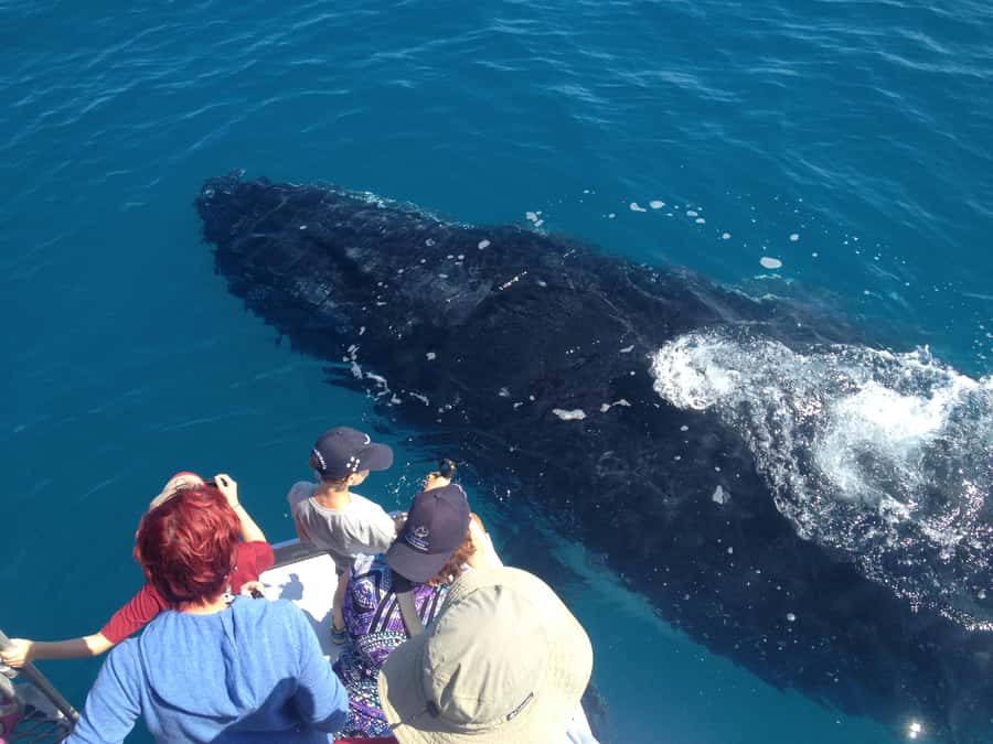 Noosa; Noosa Ocean Adventures - Whale Watching - From the briefing to Noosa’s coastal waters