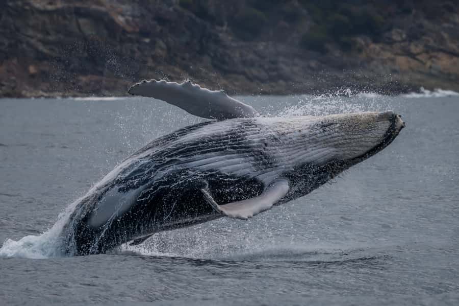 Noosa; Noosa Ocean Adventures - Whale Watching - Searching for humpback whales