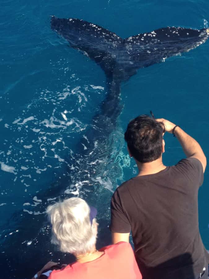 Noosa; Noosa Ocean Adventures - Whale Watching - Dolphins, turtles, rays, and seabirds