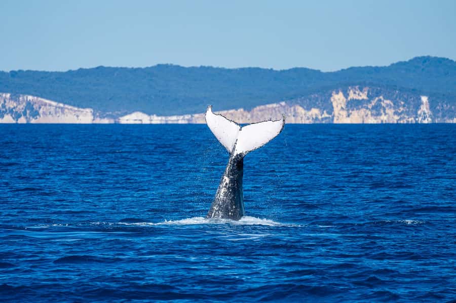 Noosa; Noosa Ocean Adventures - Whale Watching - Price and value at $70 per person