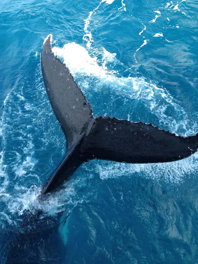 Noosa; Noosa Ocean Adventures - Whale Watching - Meeting Brent and Min at Noosaville