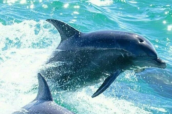 Noosa Ocean adventure & Dolphin Safari. - Choosing the right seat for your ride