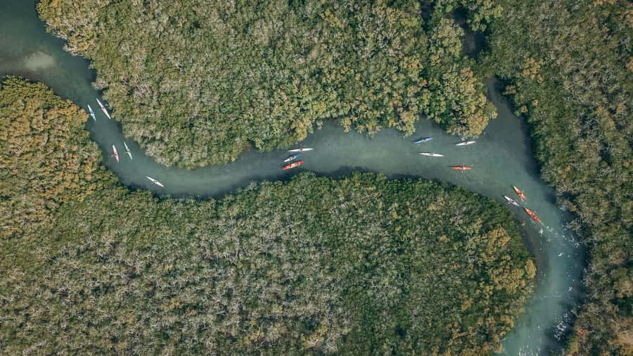 Noosa River: Mangroves and Mansions Guided Kayak Tour - Why the Noosa River works so well for kayaking