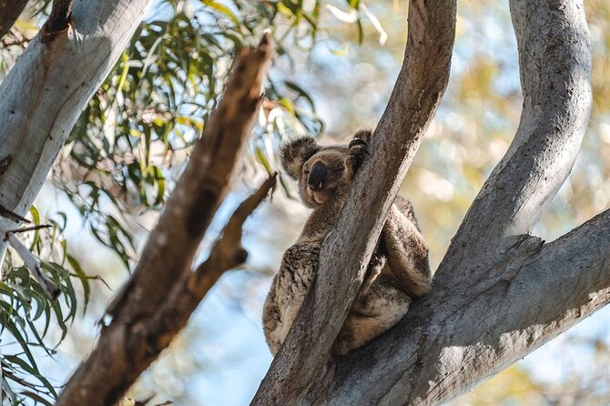 North Stradbroke Island Day Tour from Brisbane – Small Group - Key points to know before you book