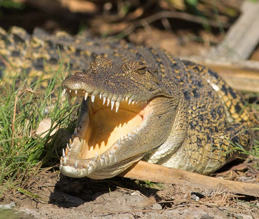 Northern Territory: Corroboree Billabong Nature Cruises - The birds and quieter moments on the water