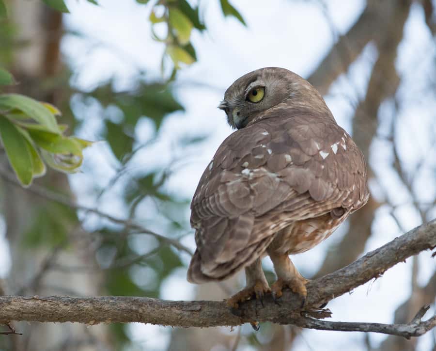 Northern Territory: Corroboree Billabong Nature Cruises - How the guide shapes the experience