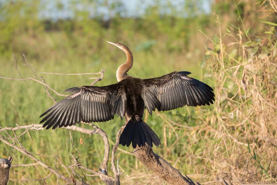 Northern Territory: Corroboree Billabong Nature Cruises - Open-air comfort, weather, and practical preparation