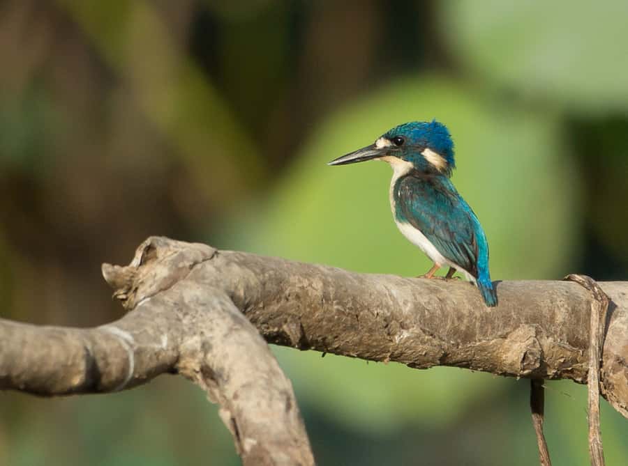 Northern Territory: Corroboree Billabong Nature Cruises - What the cruise is like from the first minutes