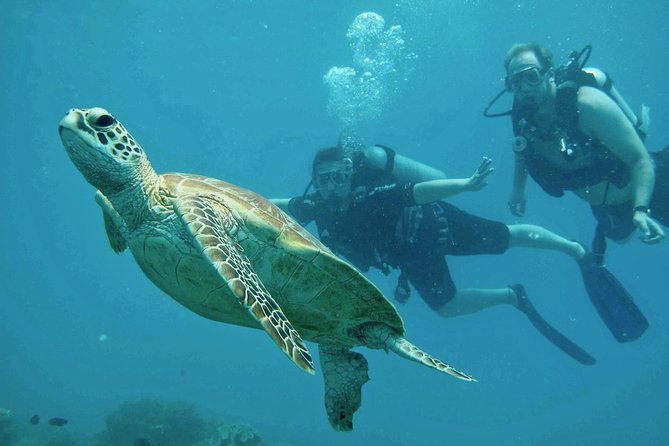 Ocean Freedom Great Barrier Reef Luxury Snorkel and Dive Cruise - Who will enjoy Ocean Freedom most?