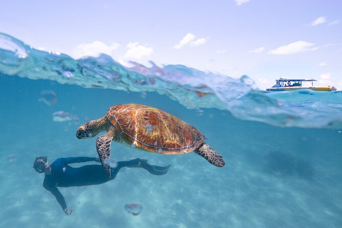 Ocean Safari Great Barrier Reef Experience in Cape Tribulation - Wildlife, coral, and the Daintree from the water
