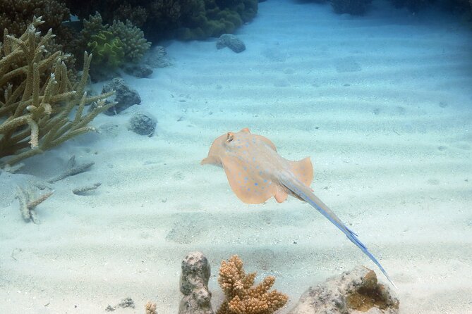Ocean Spirit Sail to Michaelmas Cay Snorkel or Dive, from Cairns - The food and onboard service