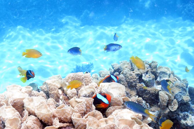 Ocean Spirit Sail to Michaelmas Cay Snorkel or Dive, from Cairns - How the conditions can change your day