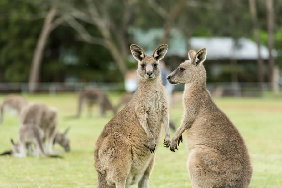 Oceans to Mountains Explorer: 3-Day Great Ocean Road Tour - Is $491 per person good value?