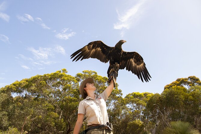 One Day Kangaroo Island Sip & See tour with return ferry transfers from Adelaide - Raptor Domain and the free-flight birds of prey show