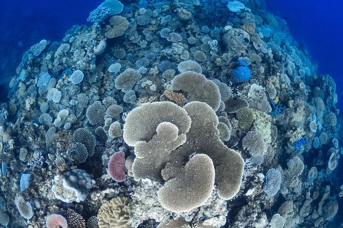 Outer Reef Mackay Cay Sail & Snorkel Adventure from Port Douglas - Snorkeling with marine biologist Barry