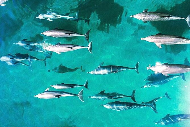 Outer Reef Odyssey - 40 minute Reef Scenic Flight - Key points to know before booking