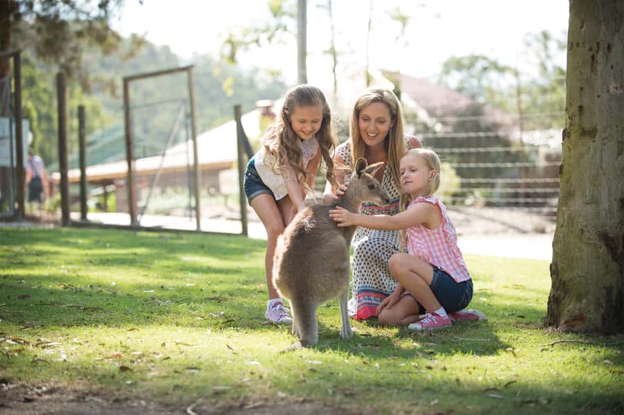 Paradise Country: Ultimate Aussie Farm Experience - Meeting kangaroos and koalas