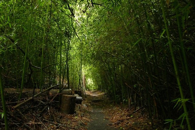 Paronella Park and Millaa Millaa Falls Full-day Tour from Cairns - A quick look at Innisfail