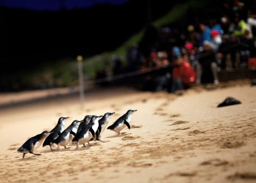 Penguin Parade: General Viewing Ticket - The Penguin Parade begins with a wait on Summerlands Beach