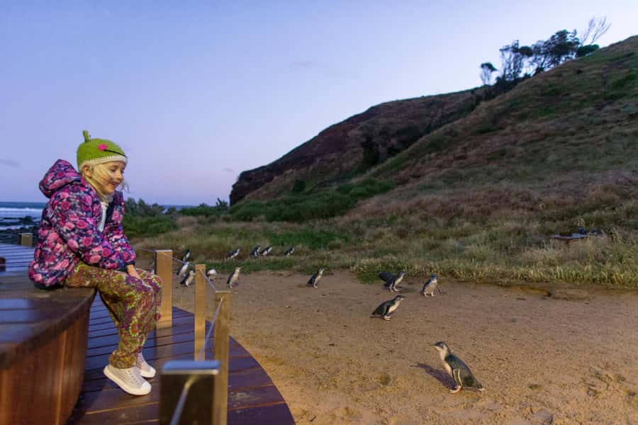 Penguin Parade: General Viewing Ticket - The boardwalk gives you a second, closer view