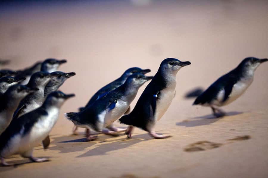 Penguin Parade: General Viewing Ticket - Value at $22 and who should book
