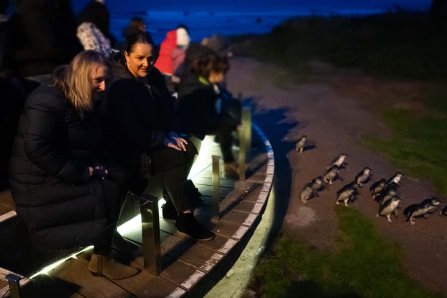 Penguin Parade: General Viewing Ticket - What you actually see when the penguins come ashore