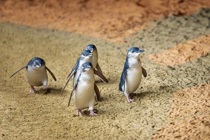 Penguin Parade, & Wildlife Encounters Eco Tour from Melbourne - Why the little penguins are worth the late return