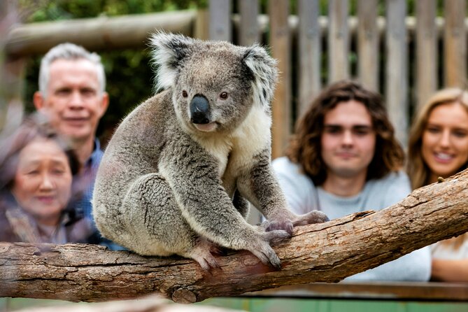 Penguin Parade, & Wildlife Encounters Eco Tour from Melbourne - The Nobbies and Seal Rocks